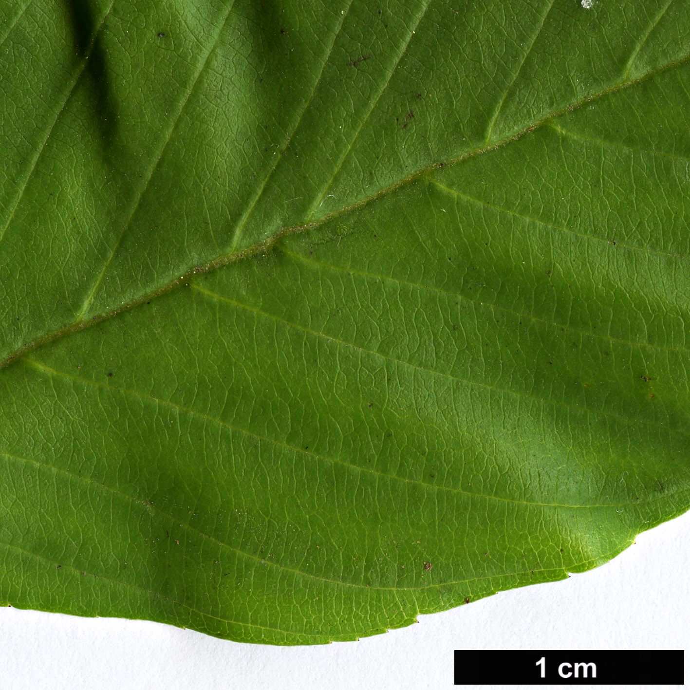 High resolution image: Family: Rhamnaceae - Genus: Frangula - Taxon: carolineana